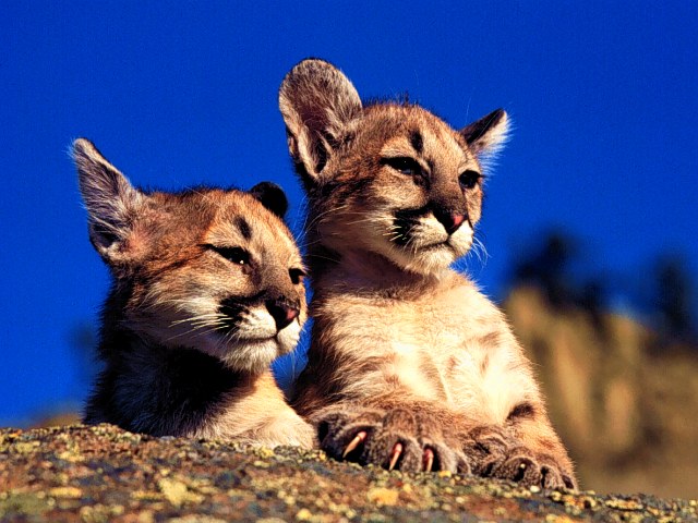 Cougar Cubs, Montana